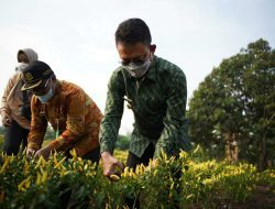 Wah, Panen Cabai di Lahan Seluas Dua Hektar di Gang Flora
