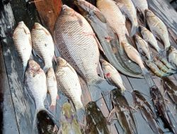 DLH Landak Sudah Peringati PT SMS Terkait Pengelolaan Limbah Sejak 2021