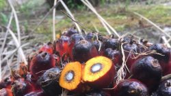 PT SJAL Diduga Memberangus Serikat Pekerja