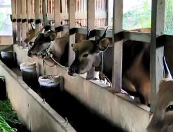 Uji Sampel 13 Ekor Sapi di Pontianak Negatif Penyakit
