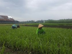 Sampaikan Rekomendasi Lahan Pertanian Berkelanjutan di Sambas