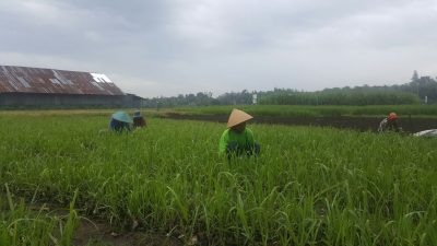 Sampaikan Rekomendasi Lahan Pertanian Berkelanjutan di Sambas