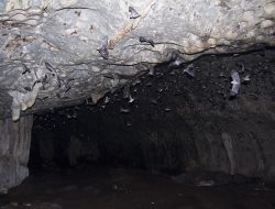 Liang Menyadi, Gua Kelelawar di Beluan Komplek