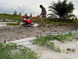PLN Bantu Kelompok Tani Kembangkan Porang di Sampit