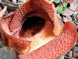 Akhirnya Rafflesia arnoldii R.Br Mekar di Luar Habitatnya