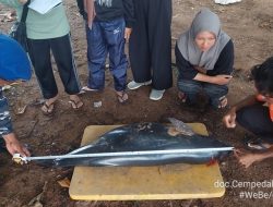Nelayan Temukan Finless Porpoise Tewas di Perairan Kendawangan