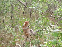 Nyaris Pindah Negara, Si Hidung Mancung Pun Kembali ke Habitat