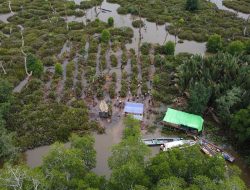 Tanam Ratusan Ribu Pohon, Pulihkan Ekosistem Mangrove Kubu Raya