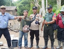 Sensasi Panen Perdana Ikan Konsumsi di Hutan Desa Sekabuk