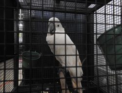WN Vietnam Penyelundup Satwa Lindung Terancam Penjara Lima Tahun dan Denda Rp100 Juta