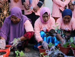 Begini Aksi Mak Ganjar Kalbar di Kubu Raya, Sulap Pekarangan Rumah jadi Kebun Minimalis