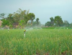 Program Electrifying Agriculture PLN Tumbuh 22,28 Persen