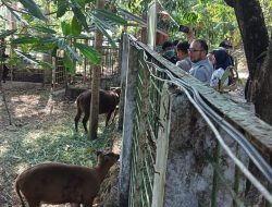 SIEJ Simpul Sulut Kunjungi ABC Manado, Bahas Upaya Pelestarian Anoa