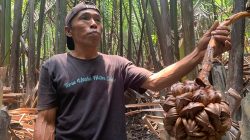 Si Manis Gula Nipah untuk Keberlanjutan Ekosistem Mangrove