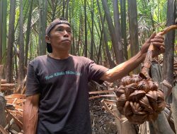 Si Manis Gula Nipah untuk Keberlanjutan Ekosistem Mangrove