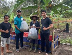 Program Bantuan PLN Budidaya Ikan di Ketapang Pegang Potensi Omset Hingga 280 Juta Rupiah