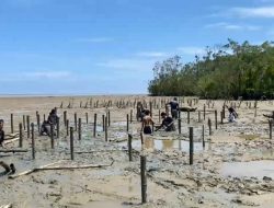 Ramai-Ramai Serbu Pesisir Mempawah, Tanam Mangrove Demi Bumi