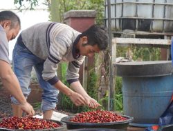 Kisah Deden, Pelopor Kopi Panas Bumi Pertama di Dunia dari Kamojang
