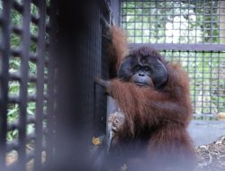 Balai KSDA Kalbar Translokasi Orangutan Unreleasable ke Pusat Suaka Orangutan Arsari