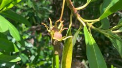 Gubernur Ria Norsan Ajak Warga Jaga Mangrove Demi Kelestarian Ekosistem Pesisir