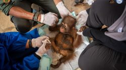 Balai KSDA Kalbar-YIARI Evakuasi Satu Individu Bayi Orangutan dari Lokasi PETI