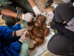 Balai KSDA Kalbar-YIARI Evakuasi Satu Individu Bayi Orangutan dari Lokasi PETI