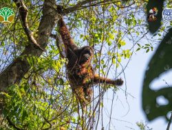 Potensi Konflik Tinggi, Balai KSDA Kalbar Translokasi Dua Individu Orangutan