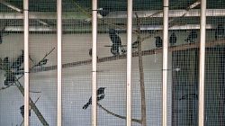 Gagalkan Penyelundupan 705 Burung di Pelabuhan Dwikora, Karantina Kalbar Perketat Pengawasan Satwa