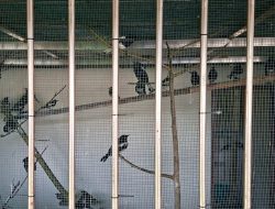 Gagalkan Penyelundupan 705 Burung di Pelabuhan Dwikora, Karantina Kalbar Perketat Pengawasan Satwa