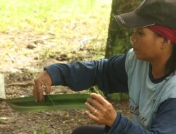 Perempuan Dayak Seberuang Menggerakkan Ekonomi Silit