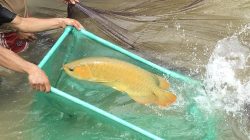 Gubernur Ria Norsan Dorong Ekspor Arwana Kalbar Melaju Pesat, Siap Pangkas Hambatan Birokrasi