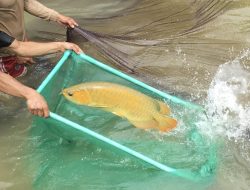 Gubernur Ria Norsan Dorong Ekspor Arwana Kalbar Melaju Pesat, Siap Pangkas Hambatan Birokrasi