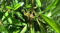 Selamatkan Benteng Terakhir: Pemangku Kepentingan Perkuat Tata Kelola Mangrove Kalbar