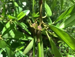 Selamatkan Benteng Terakhir: Pemangku Kepentingan Perkuat Tata Kelola Mangrove Kalbar