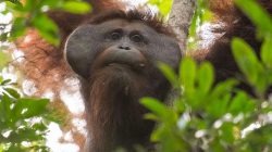 Kembali ke Rumah Rimba, Ini Kisah Penyelamatan Orangutan di Kebun Warga Kayong Utara