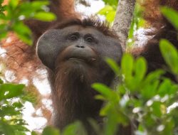 Kembali ke Rumah Rimba, Ini Kisah Penyelamatan Orangutan di Kebun Warga Kayong Utara