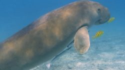 Mengenal Keunikan Dugong dan Upaya Perlindungannya
