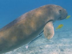 Mengenal Keunikan Dugong dan Upaya Perlindungannya