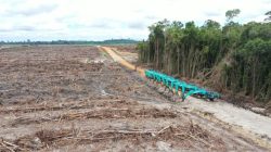 Rangkul Pembalak Terbesar, Bisnis Orang Terkaya di Indonesia Ancam Hutan Kalimantan