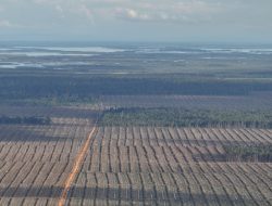 Koridor Labian-Leboyan Terusik Sawit, Cagar Biosfer Tana Bentarum Terancam