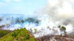 Kalimantan Darurat Asap, WALHI Desak Negara Seret Korporasi Nakal