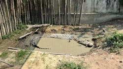 KKP Dorong Pemanfaatan Berizin untuk Buaya Muara Hasil Tangkapan