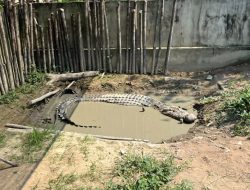 KKP Dorong Pemanfaatan Berizin untuk Buaya Muara Hasil Tangkapan