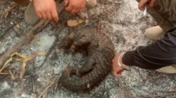 Karhutla di Ketapang Panggang Habitat Satwa, Petugas Temukan Trenggiling Mati Mengenaskan