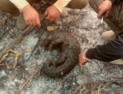 Karhutla di Ketapang Panggang Habitat Satwa, Petugas Temukan Trenggiling Mati Mengenaskan
