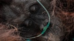 Orangutan Jantan Lemas Terpapar Asap Karhutla di Ketapang