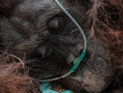 Orangutan Jantan Lemas Terpapar Asap Karhutla di Ketapang