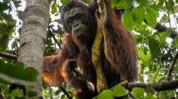 Hutan Ketapang Sekarat Dikepung Api, Orangutan Terusir dari Rumahnya Sendiri