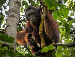Hutan Ketapang Sekarat Dikepung Api, Orangutan Terusir dari Rumahnya Sendiri