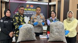 Bantai 2.600 Trenggiling Demi Mitos Sesat, Polisi Gulung Mafia Satwa di Pontianak Bersama Setengah Ton Sisik Haram
